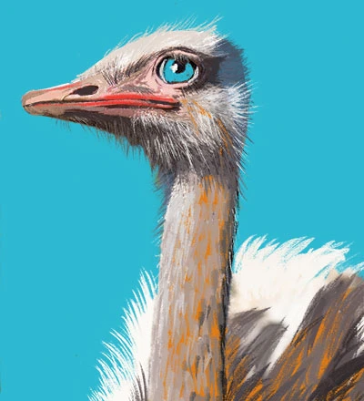 illustration of the head of an ostrich