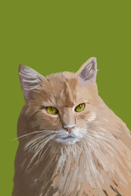Cat illustration