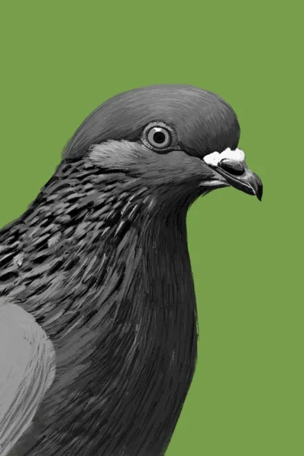 Illustration of a dove