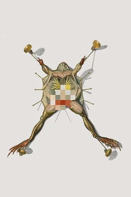 Illustration from a frog