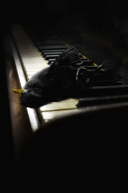 photomontage of a dead bird on a piano keyboard