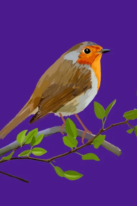 Robin illustration